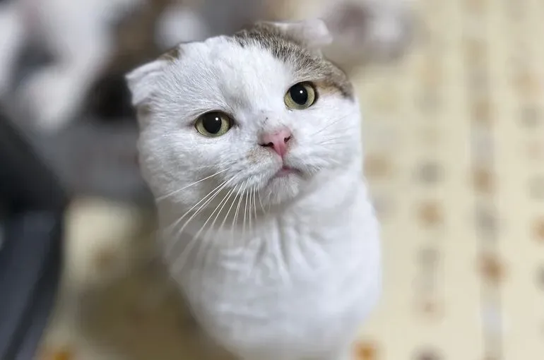 「保護猫 ブリーダー」という言葉が示すもの