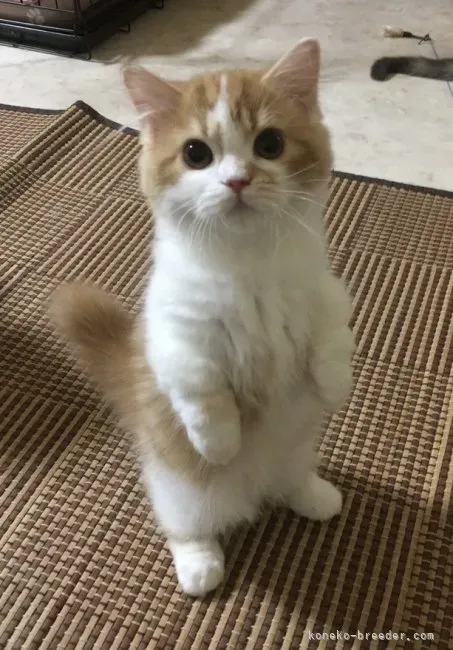 「広島 猫 ブリーダー」に関するQ&A:よくある疑問を解消
