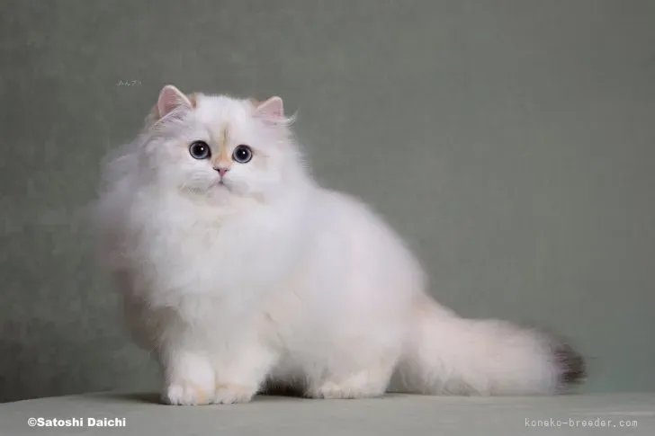 「日本 猫 ブリーダー 東京」訪問で見極めるポイント