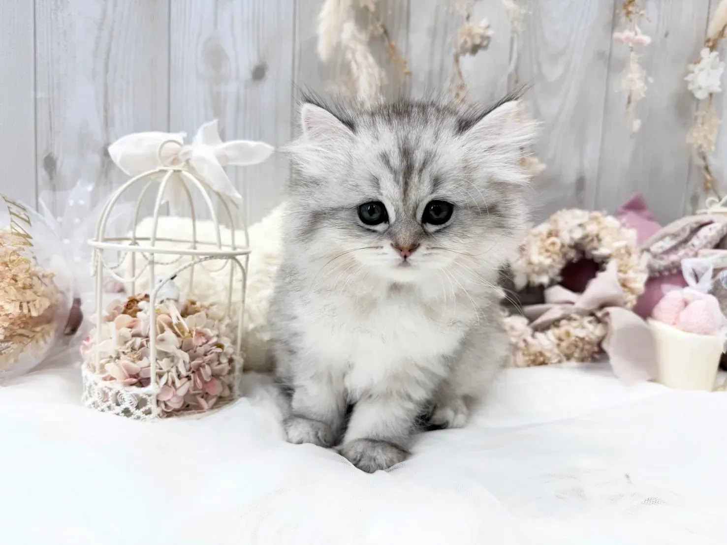 「猫 ブリーダー ミヌエット」をどこで探す?失敗しないための第一歩