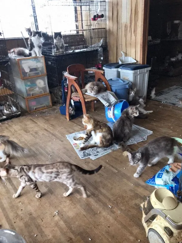 「猫 ブリーダー 崩壊」をなくすために 責任ある選択と私たちにできること