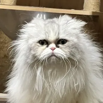 「猫 ブリーダー 成 猫」ってどんな猫?子猫との違いと魅力