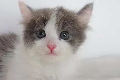 「猫 ブリーダー 星野」さんから迎えた猫との生活:喜びと知っておくべきこと