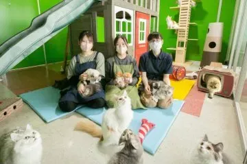 「猫 ブリーダー 有名」って聞くけど、どういうこと?