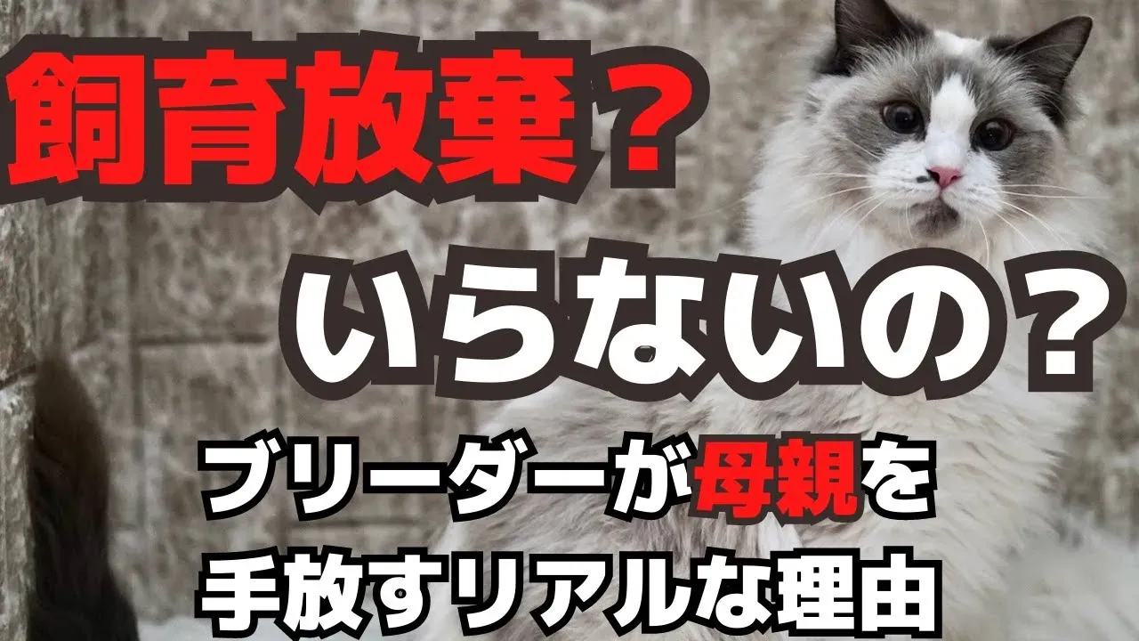 「猫 ブリーダー 繁殖不可」の子と幸せに暮らすための向き合い方