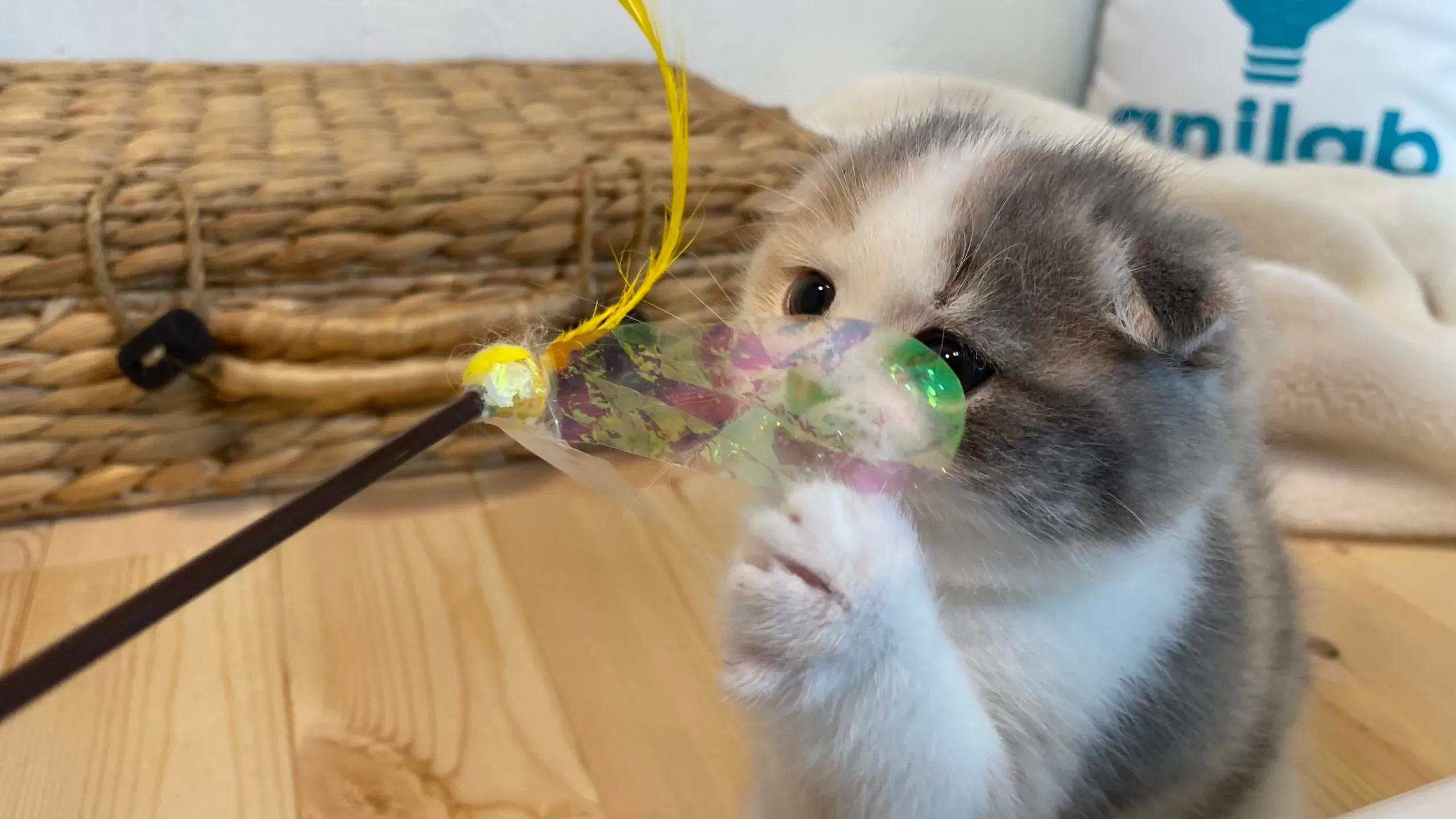 「猫 ラボ ブリーダー」に関するよくある疑問Q&A