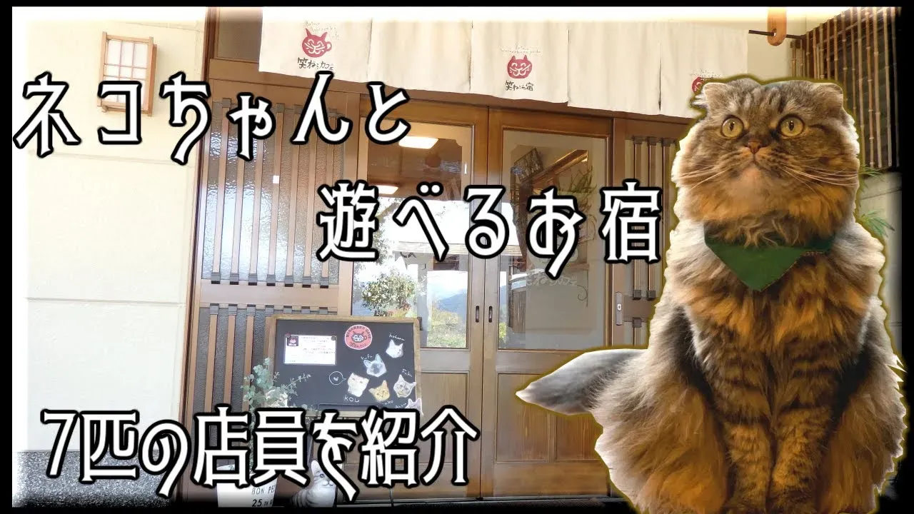 「猫 湯布院」旅の計画を立てる前に知っておきたいこと