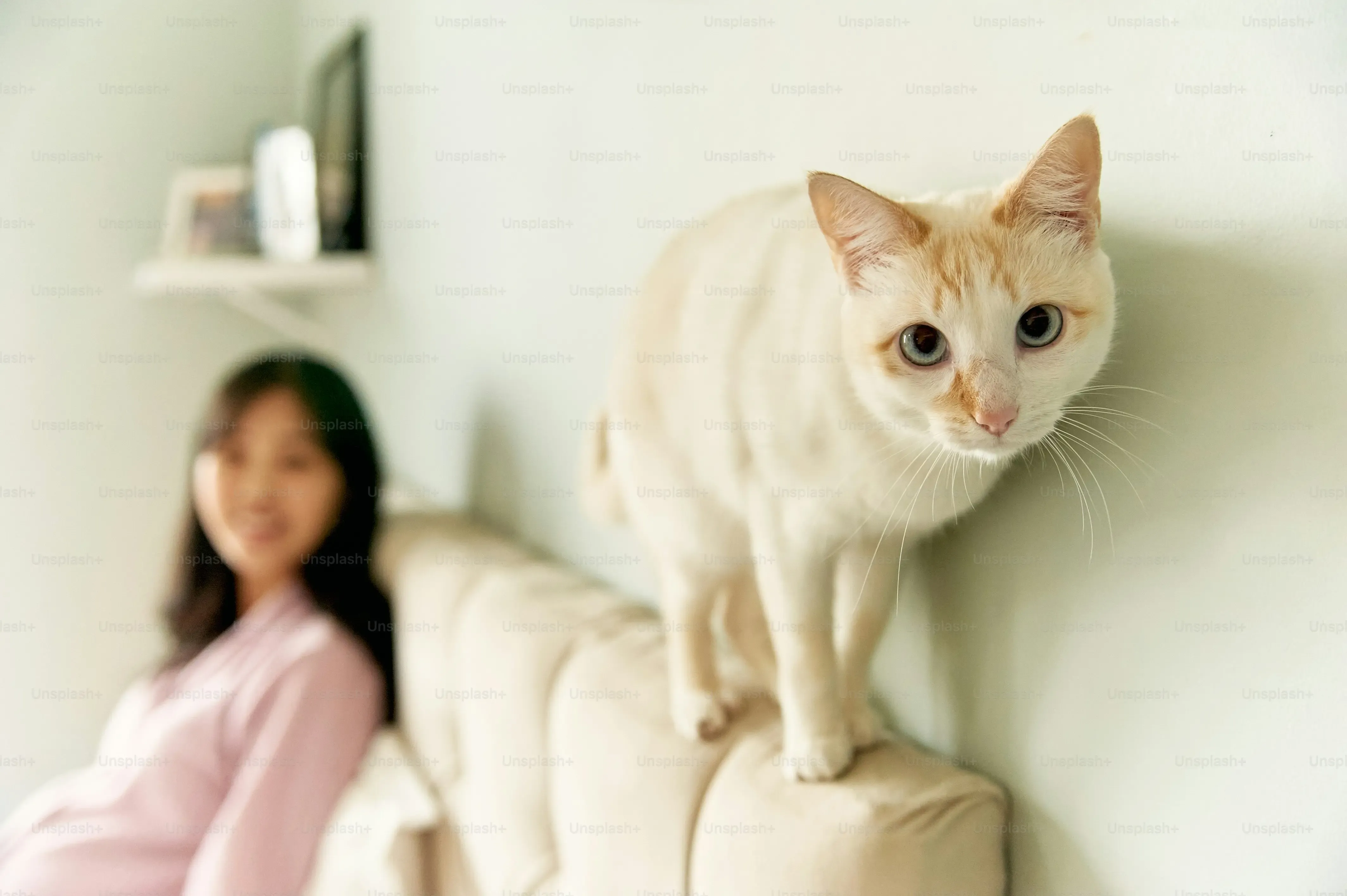 「猫のブリーダー 東京 猫 ハウス」へのアクセスと問い合わせ方法