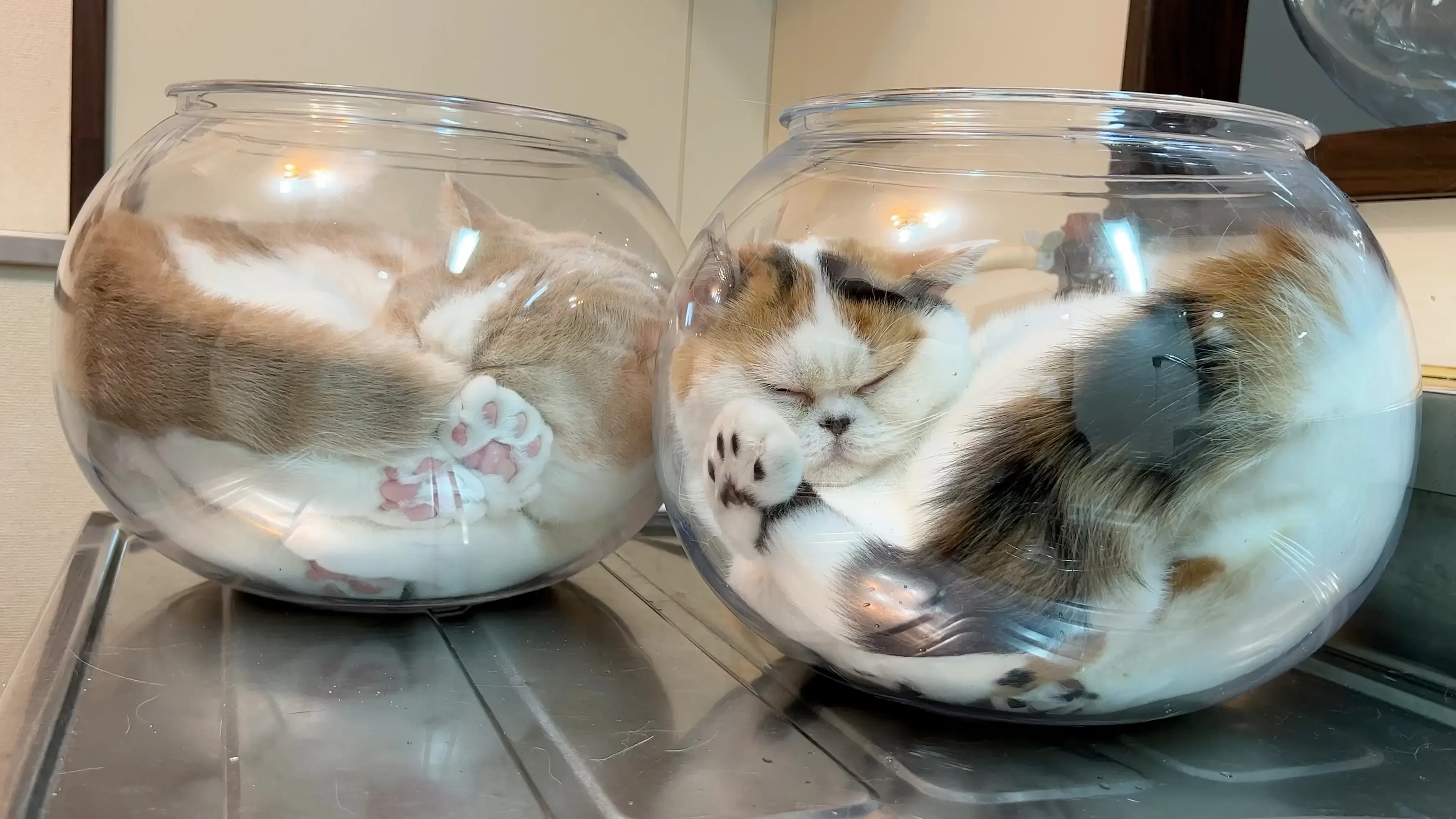 「猫は液体 ブリーダー」に関するよくある疑問を解決
