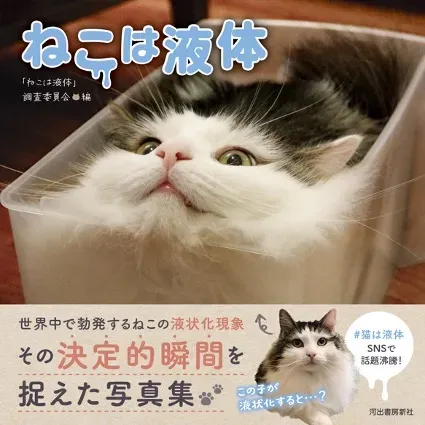 「猫は液体」ってどういうこと?インターネットジョークの真相