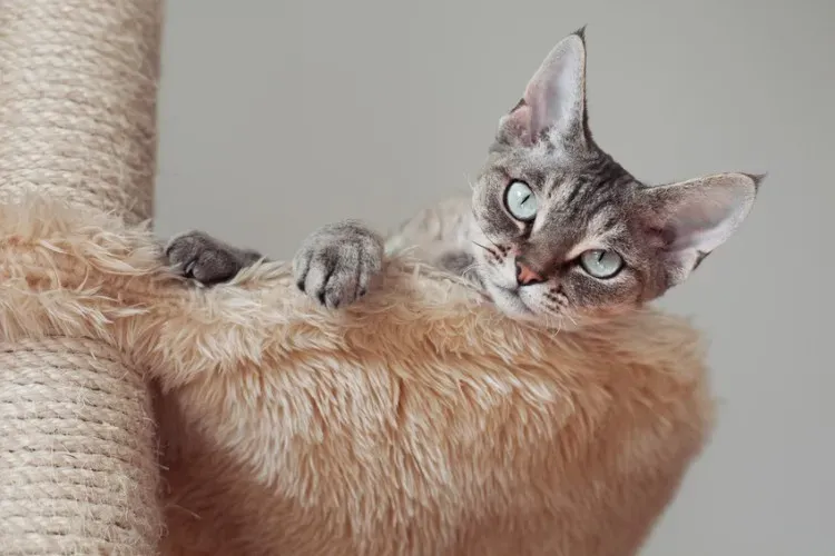 「珍しい 猫 ブリーダー」から迎える際の注意点
