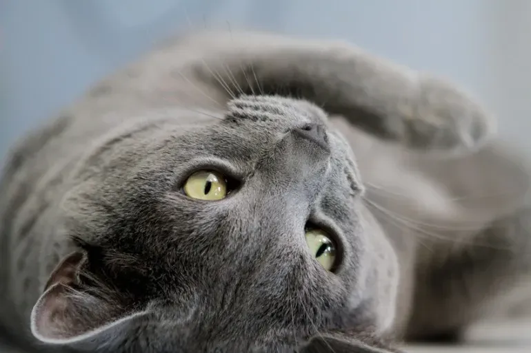 「珍しい 猫 ブリーダー」を見つける前に知っておくべきこと
