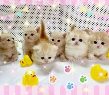 【チェックリスト】猫 良いブリーダーを見分ける具体的な方法