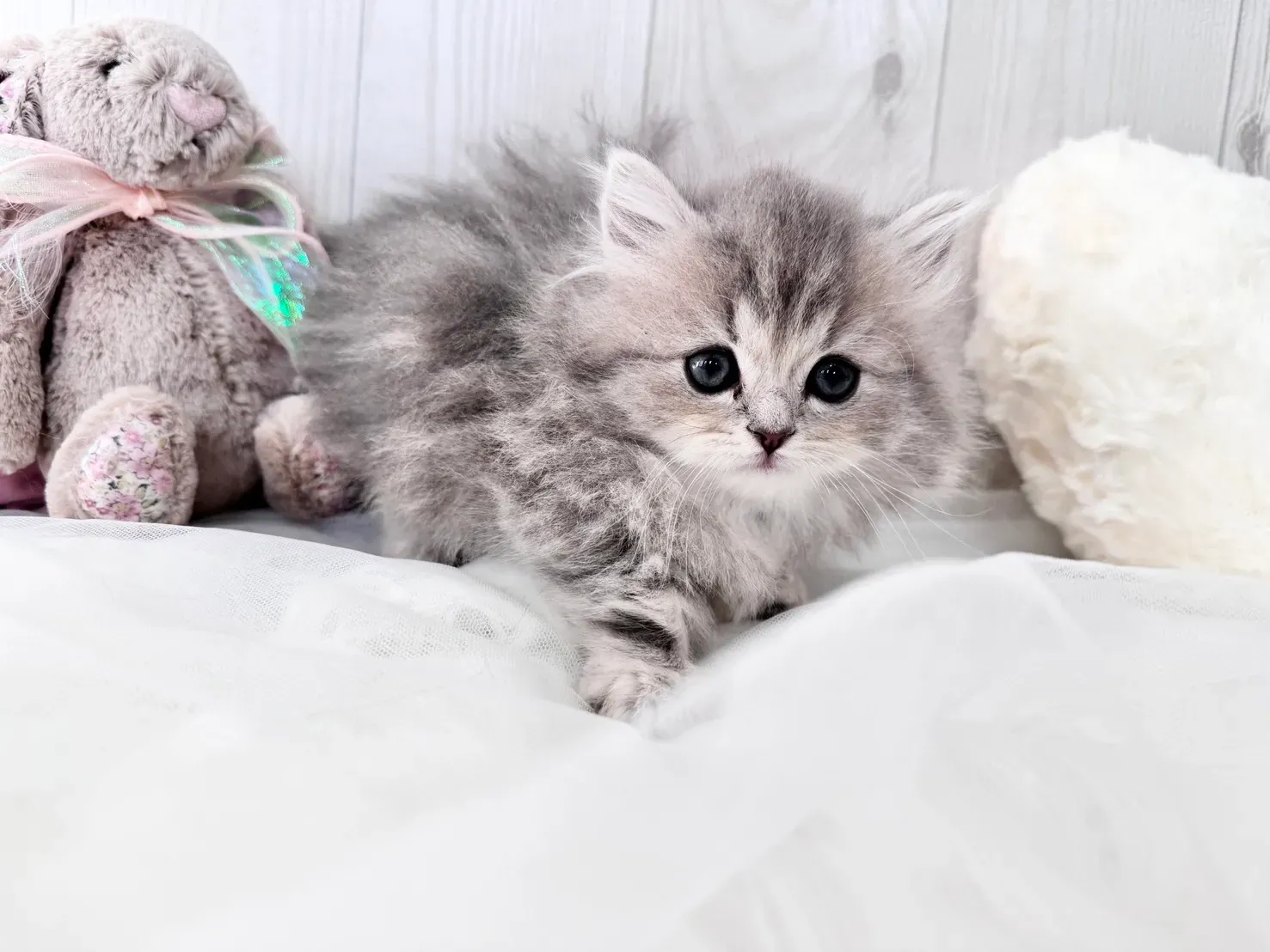 【ブリーダー 猫 ミヌエット】を迎えた後の生活：知っておきたい飼育のコツ