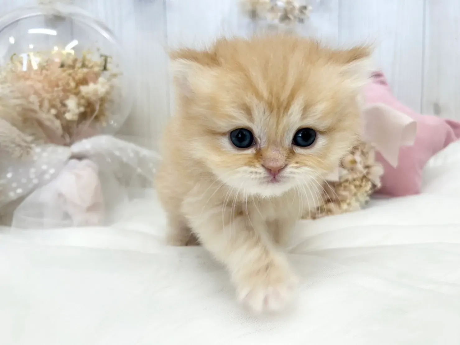 【ブリーダー 猫 ミヌエット】魅力と探し方の第一歩