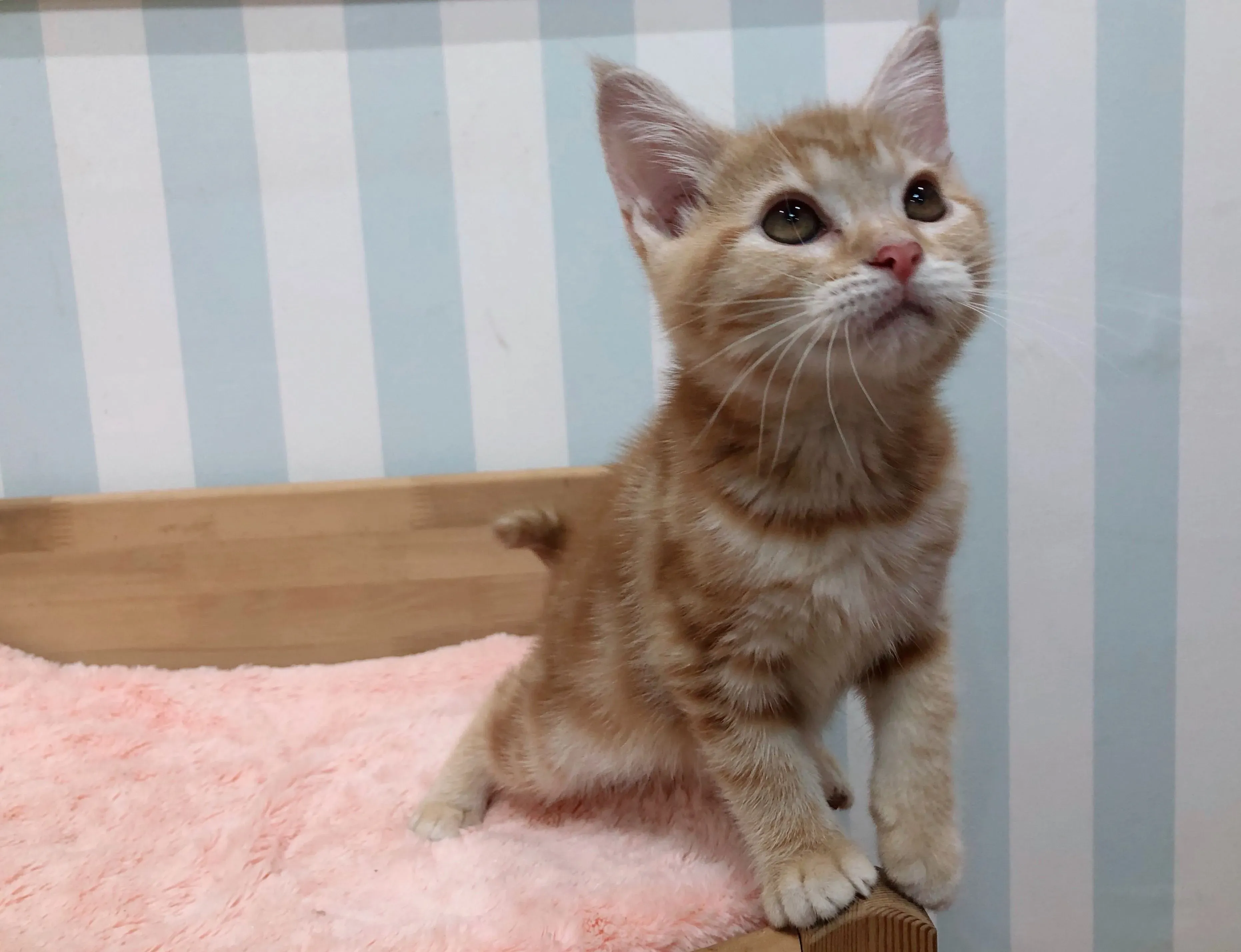 【猫 ブリーダー 水戸】信頼できるブリーダーの見分け方
