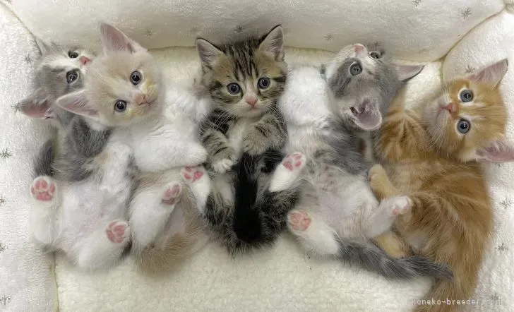 あなたと猫の幸せな未来のために:ブリーダー選びの最終確認