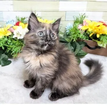 あなたにぴったりのミックス 猫 ブリーダーを見つけるために