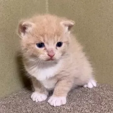 あなたにぴったりの猫 ブリーダー ローン以外の支払い方法