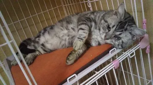 これだけは知っておきたい!悪質ブリーダーの手口と特徴