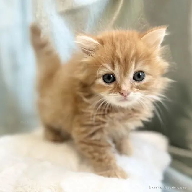 これで見抜ける! 評判の悪いブリーダー 猫の特徴