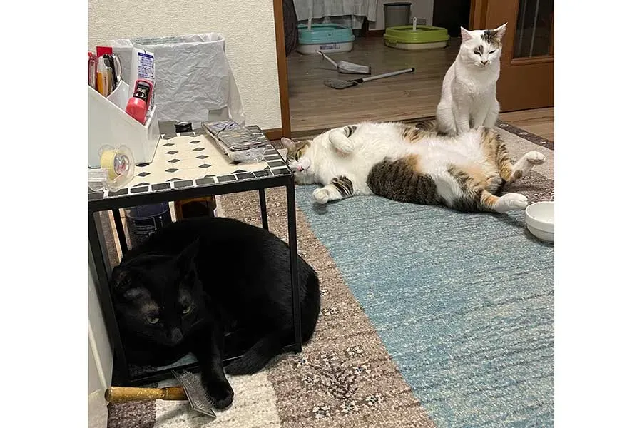 すべての猫が幸せに暮らせる未来のために