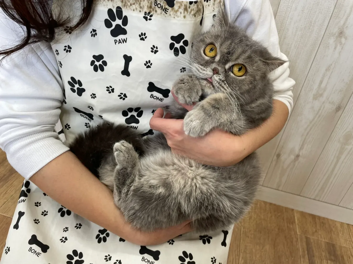 どんな猫がブリーダーから里親募集されているの?