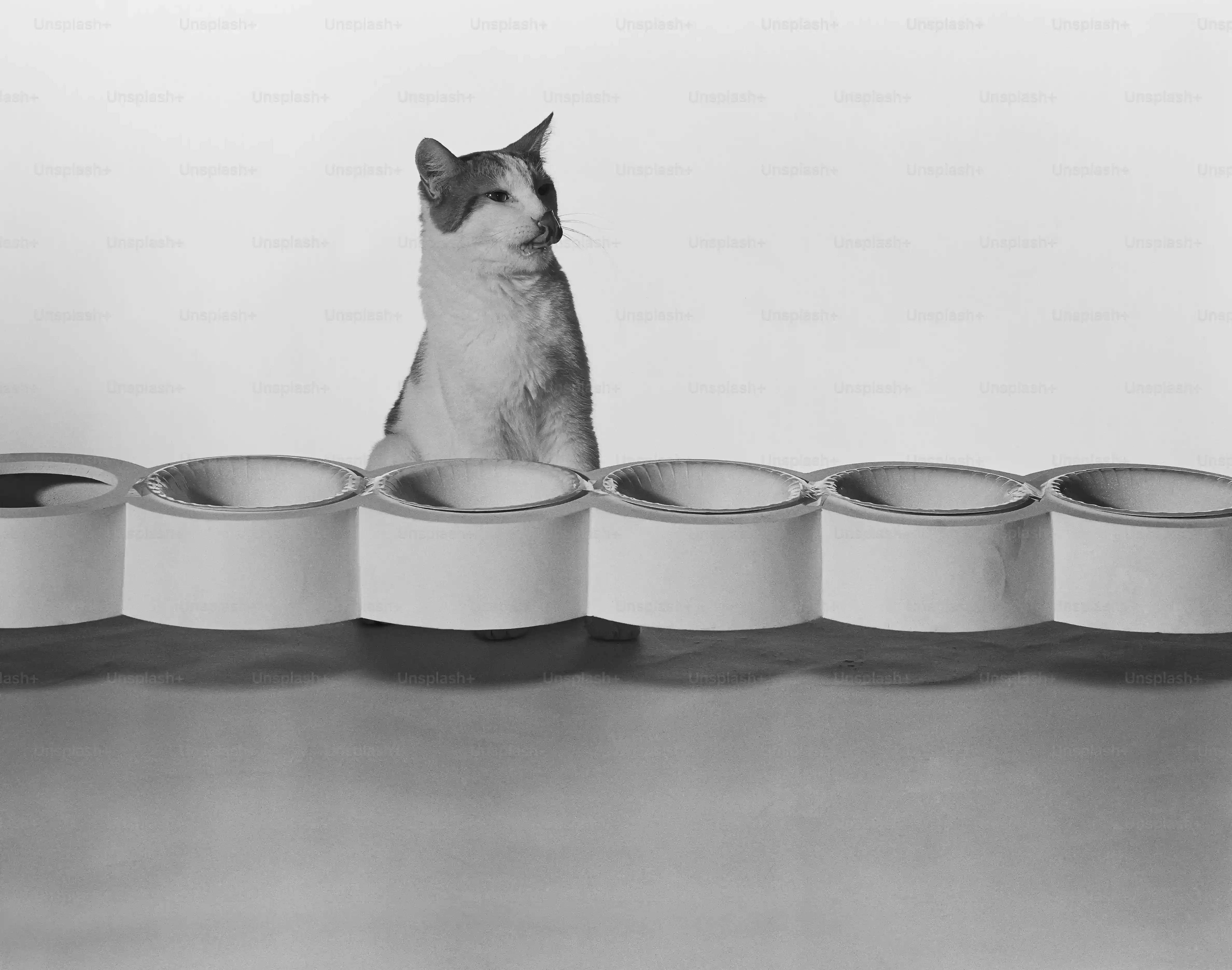 なぜ「猫 ブリーダー 廃業」は問題なのか？動物たちの厳しい現実