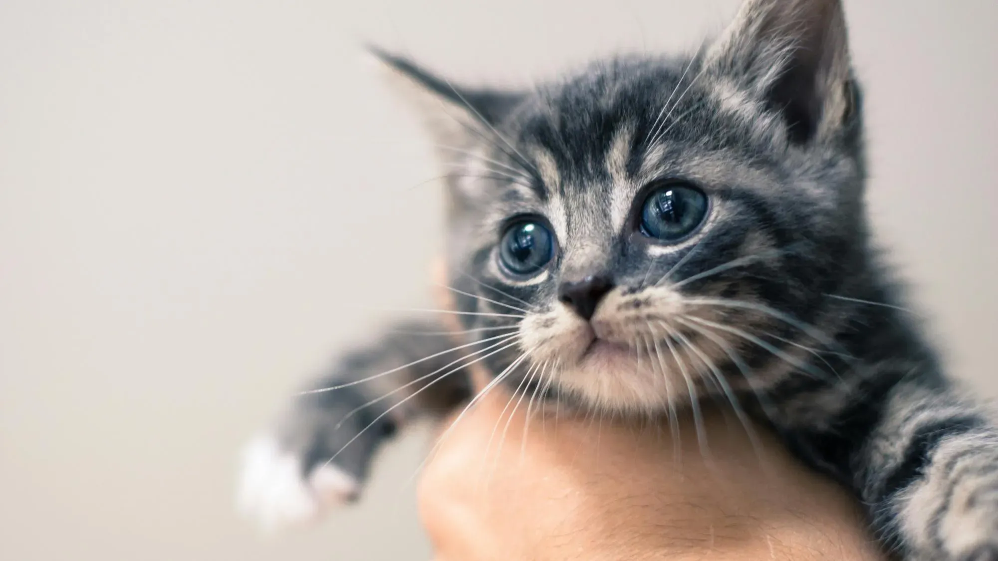 なぜ信頼できる猫ブリーダーを見つけるべきなのか?