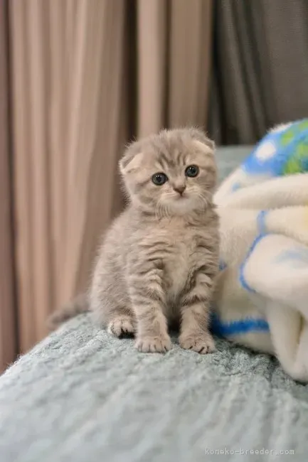 なぜ西尾の猫ブリーダーから迎えるのが良いの?
