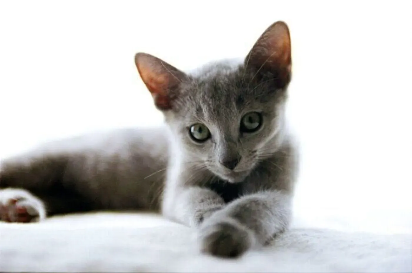 ねこ ブルーってどんな猫?神秘的な青い毛色の秘密