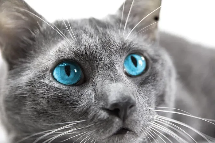 ねこ ブルーとの暮らしでよくある疑問Q&A