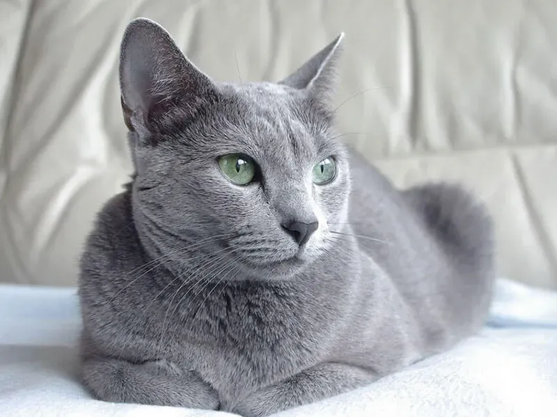 ねこ ブルーの代表格!人気のロシアンブルーを知ろう