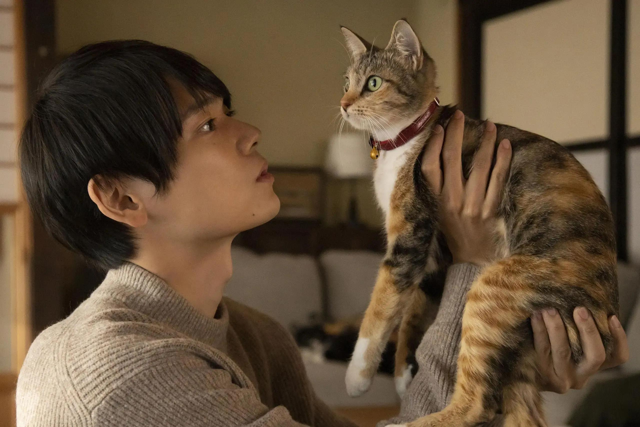 ねこ物件とは？猫と人が織りなす癒やしの物語
