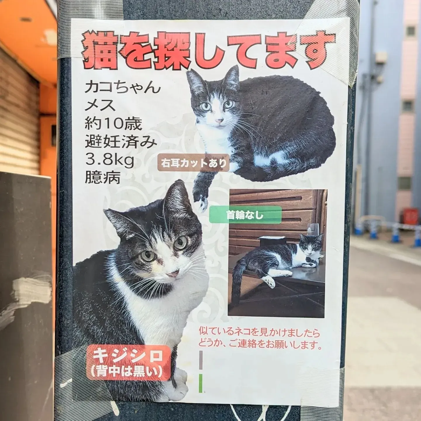 むさしの地域猫の会:武蔵野で猫を守るリアルな活動
