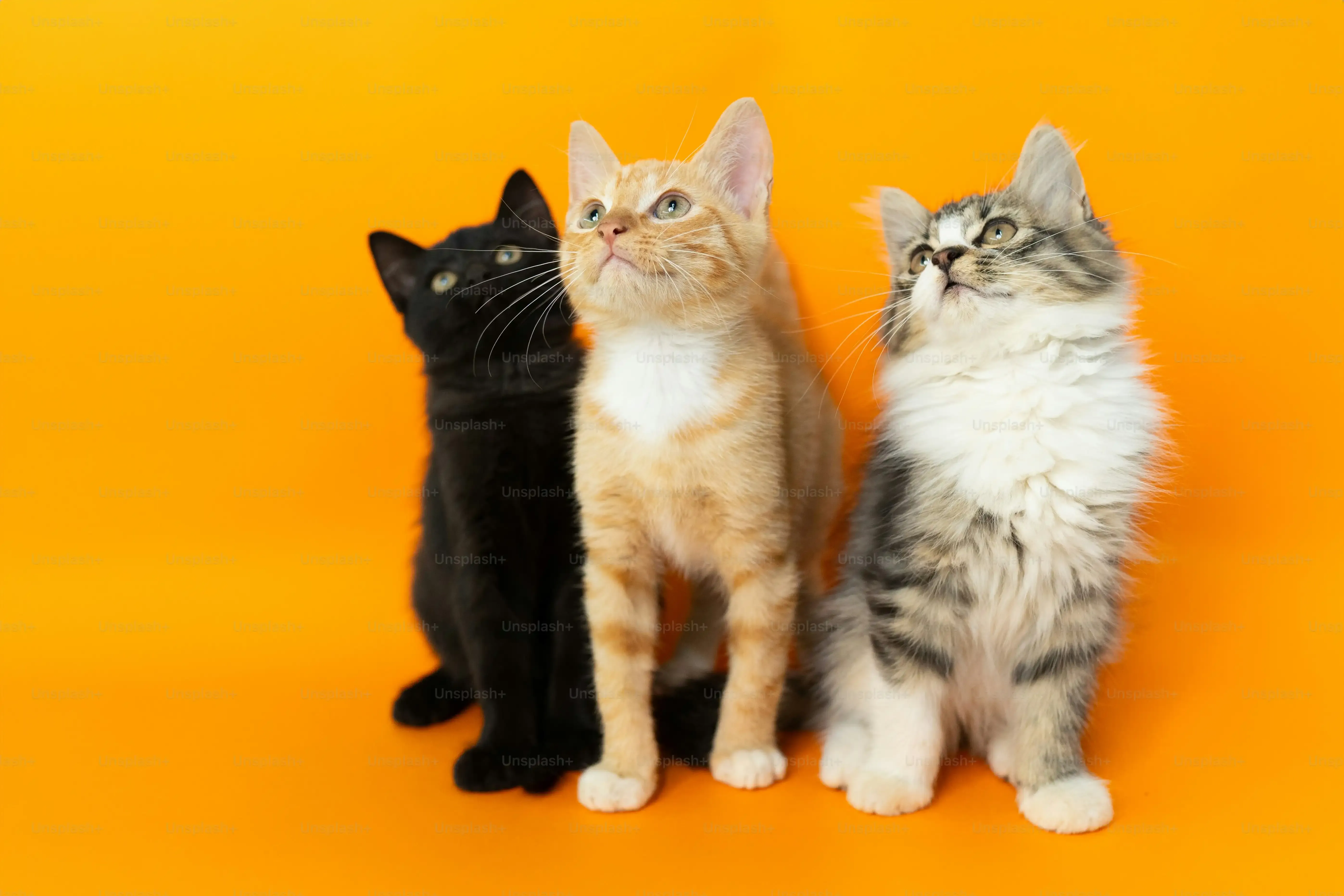 よくある質問:三重県の猫探しQ&A