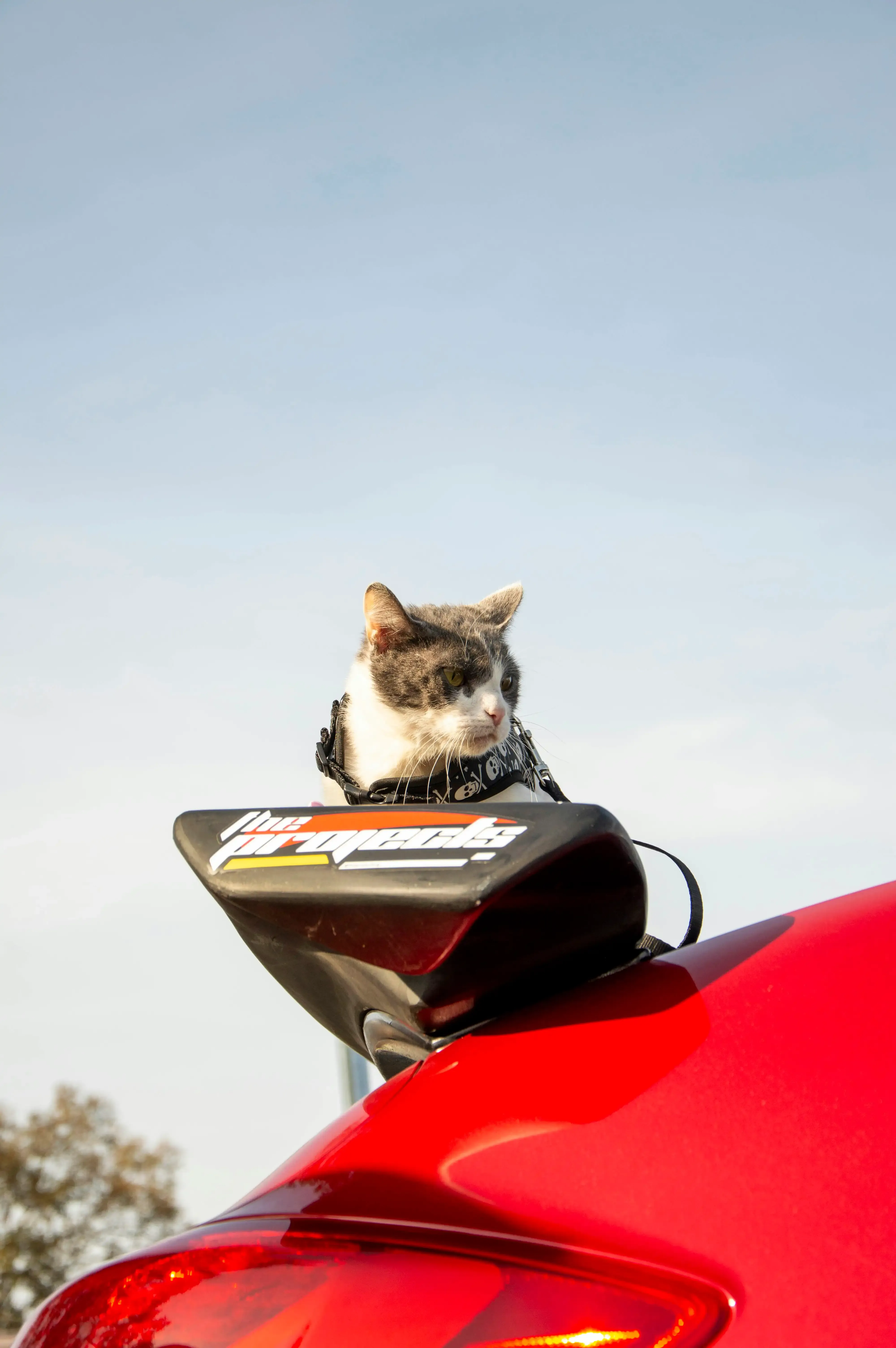 エキゾチック ショート ヘア 猫 ブリーダーから子猫を迎えた後のこと