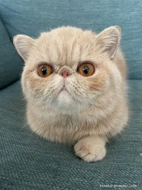 エキゾチック ショート ヘア 猫 ブリーダーから迎えるってどうなの？