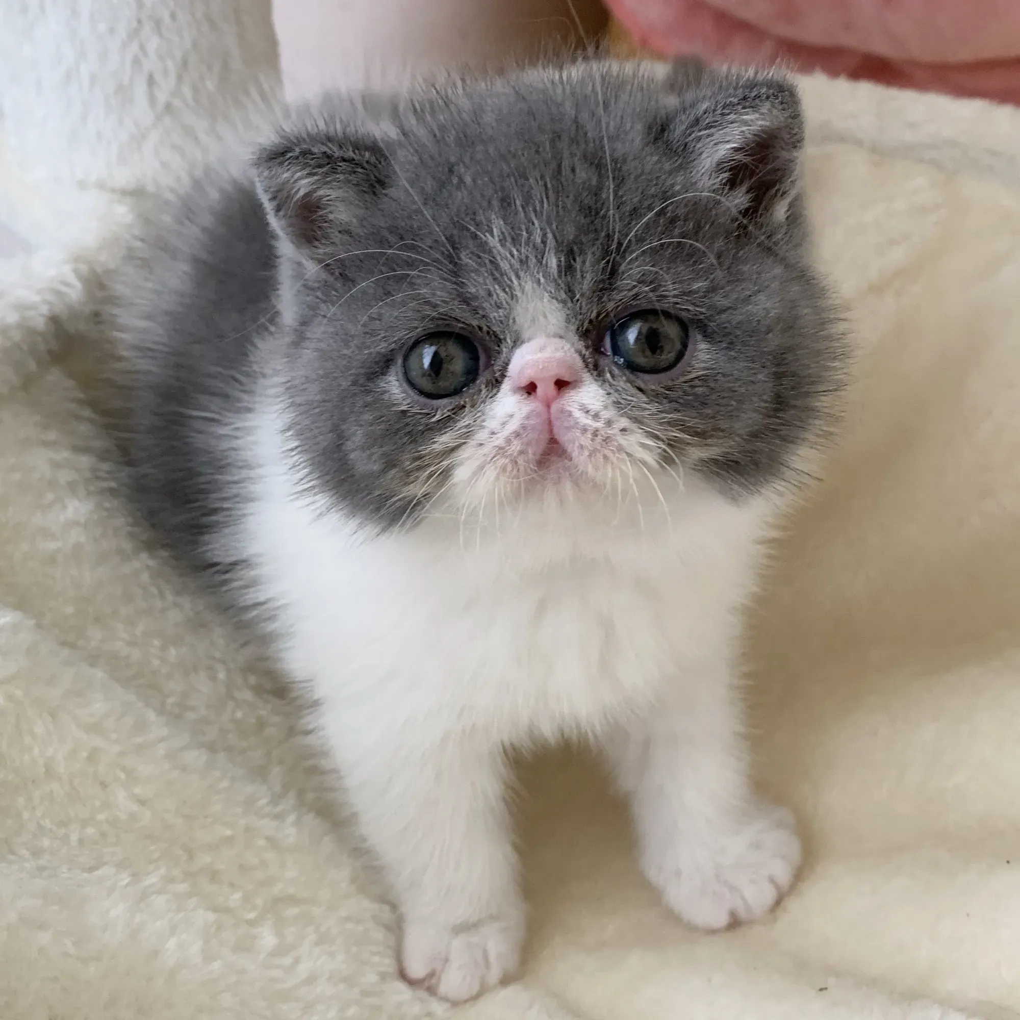 エキゾチック ショート ヘア 猫 ブリーダー訪問時に確認すべきこと