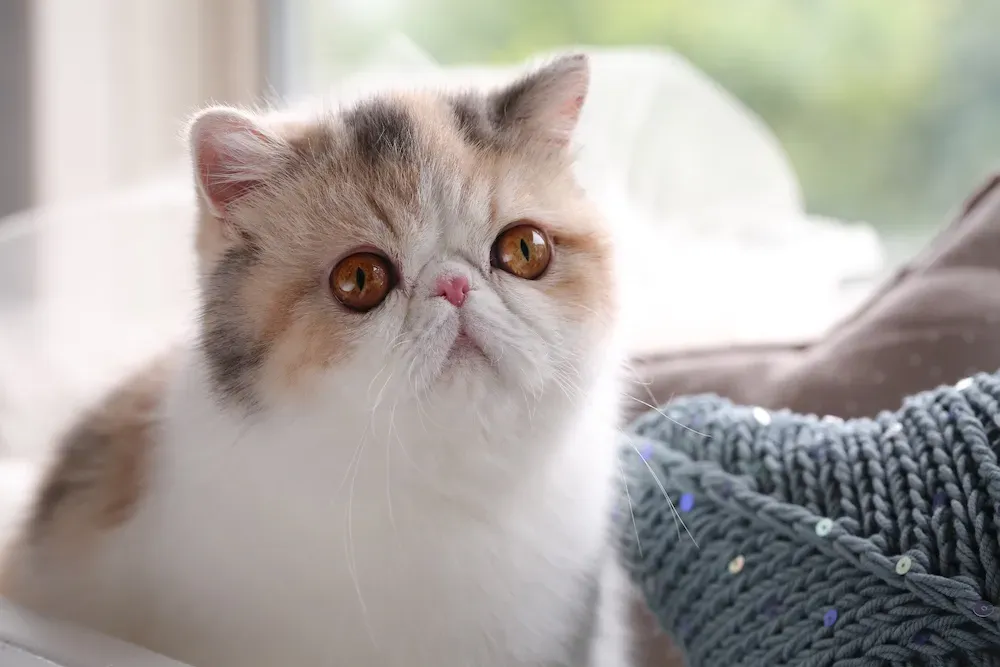 エキゾチック ショート ヘアってどんな猫？魅力と特徴