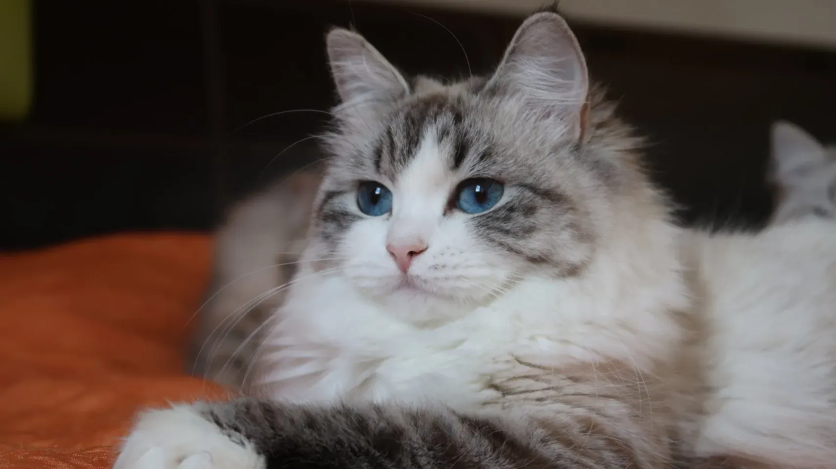 サイベリアンってどんな猫?魅力と特徴