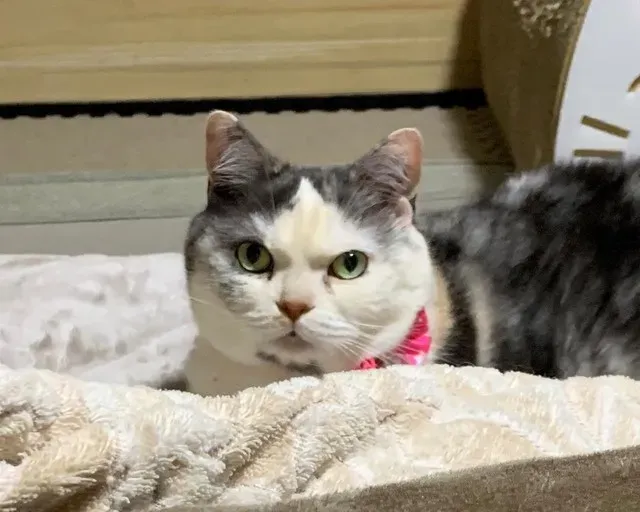 サインを見抜く:劣悪な猫ブリーダーの特徴