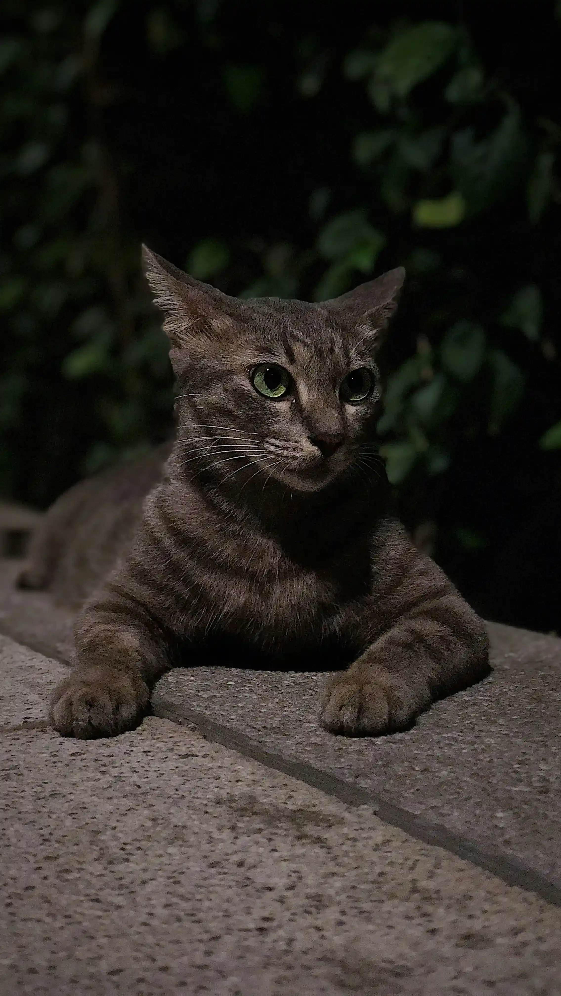 スコティッシュフォールドとの暮らし:知っておきたいこと