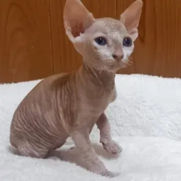 スフィンクス猫との新しい生活を始める準備