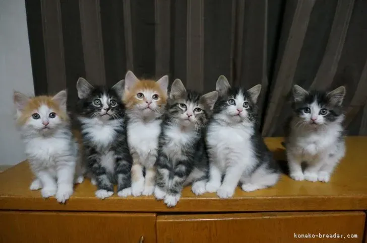 ノルウェージャンフォレストキャットってどんな猫?魅力と特徴