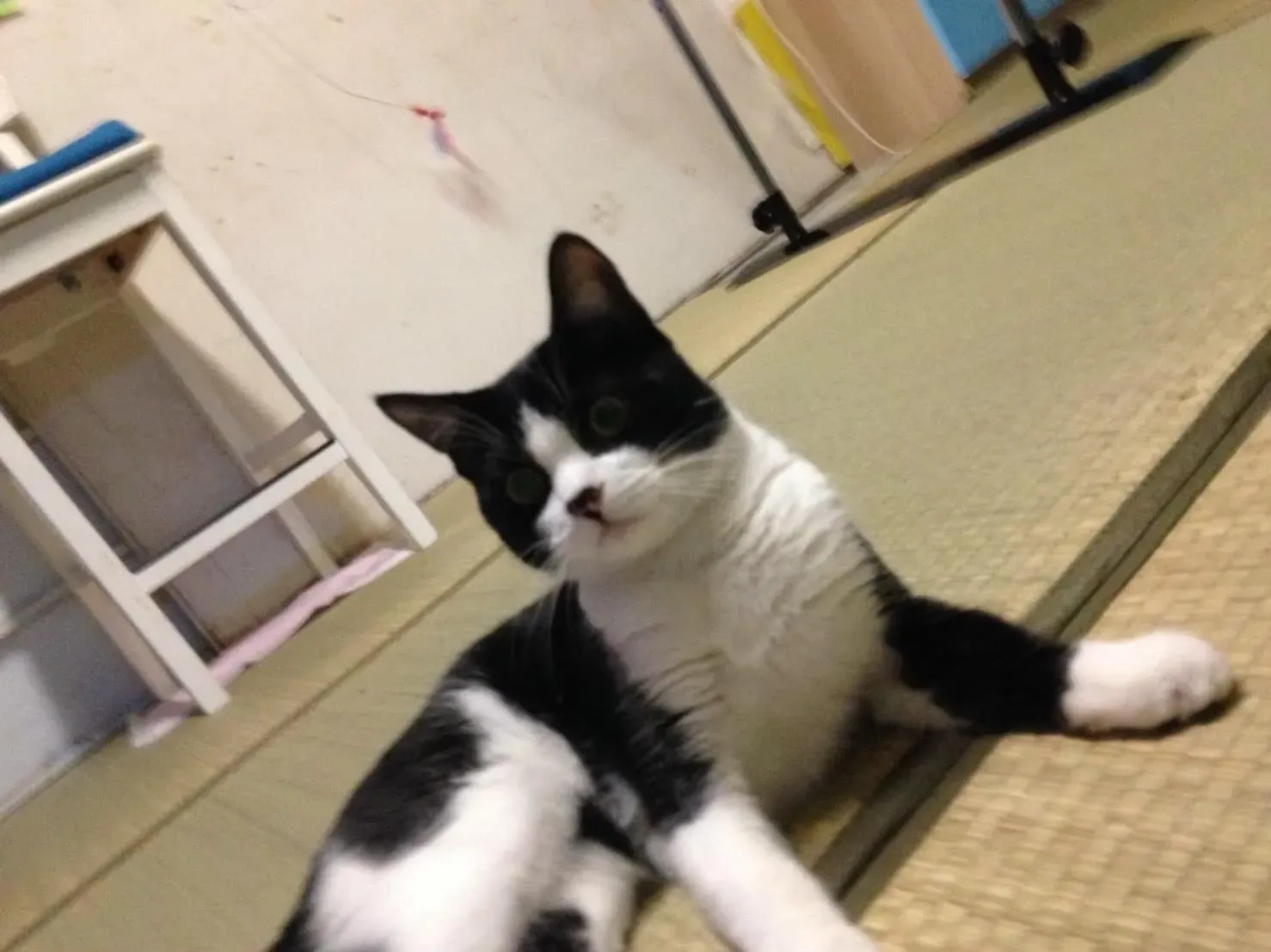 ハチワレ猫ってどんな猫?魅力と特徴