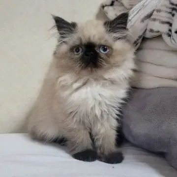 ヒマラヤン猫との暮らし：毎日のケアと注意点