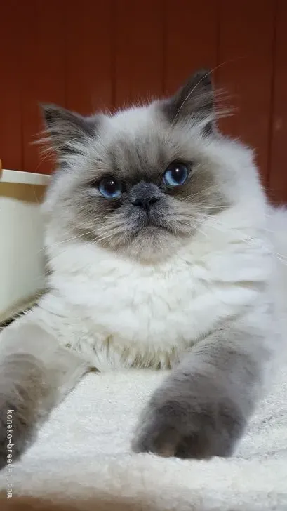 ヒマラヤン猫の魅力とは？なぜブリーダーから迎えるべきか