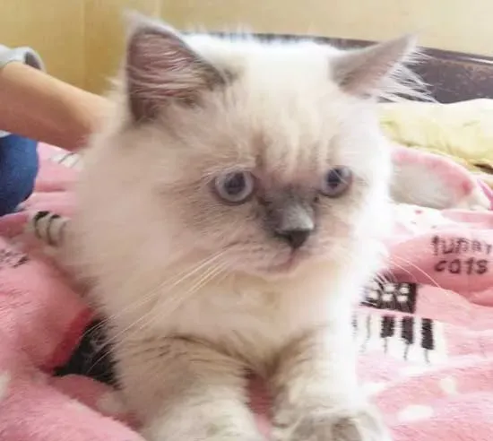 ヒマラヤン猫ブリーダーに関するよくある質問