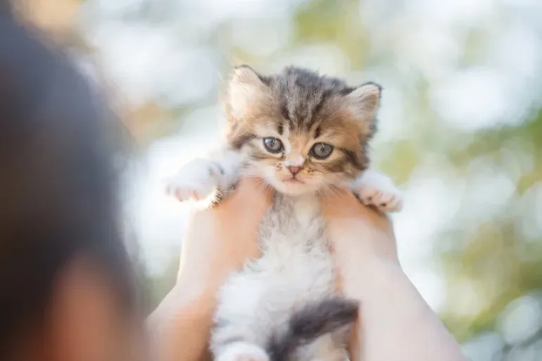 ブリーダー から 猫 を 飼う 前に確認すべきこと